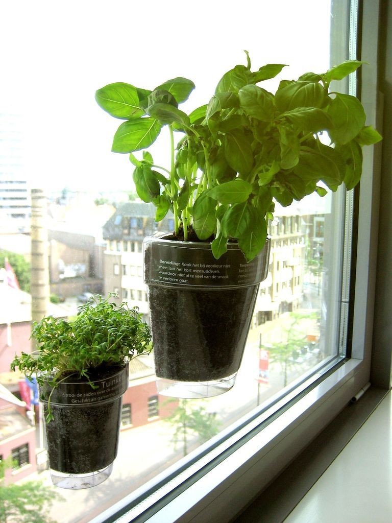 Herbs on my window
